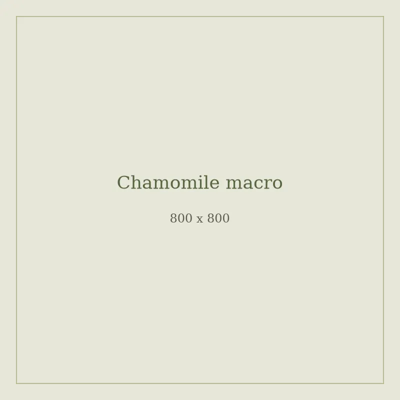 Close-up of chamomile