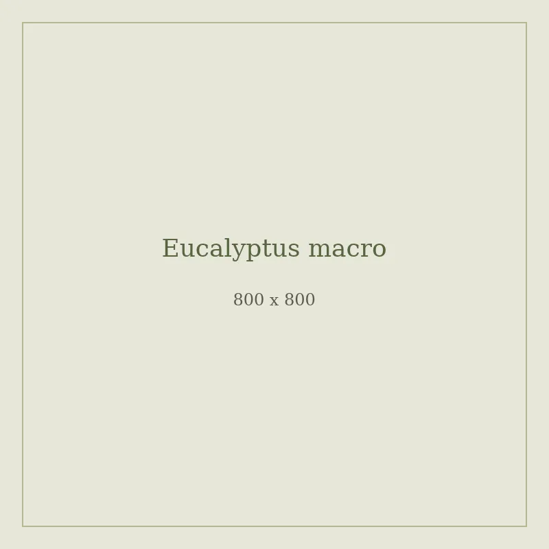 Close-up of eucalyptus