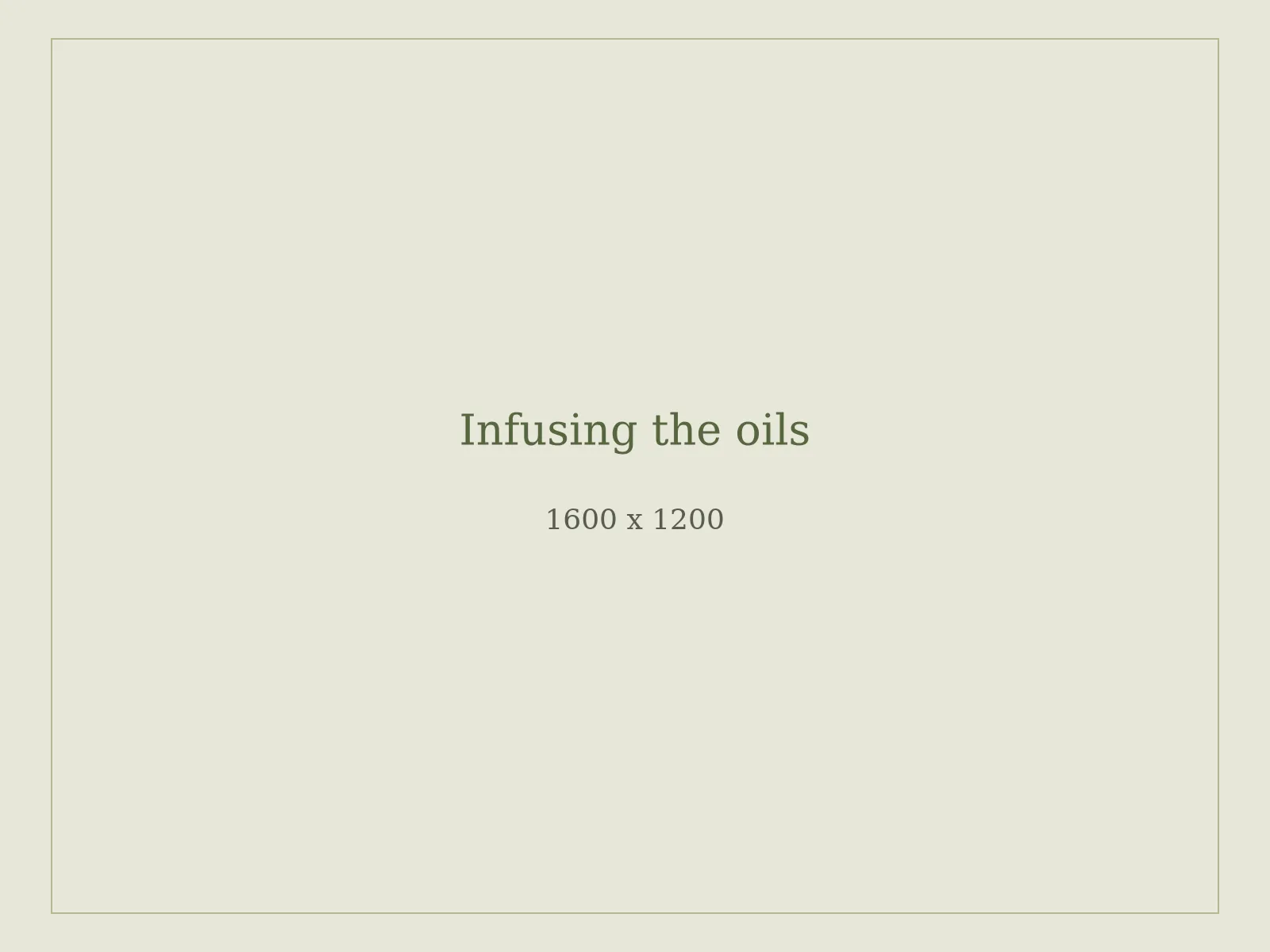 Jars of olive oil steeping with dried botanicals